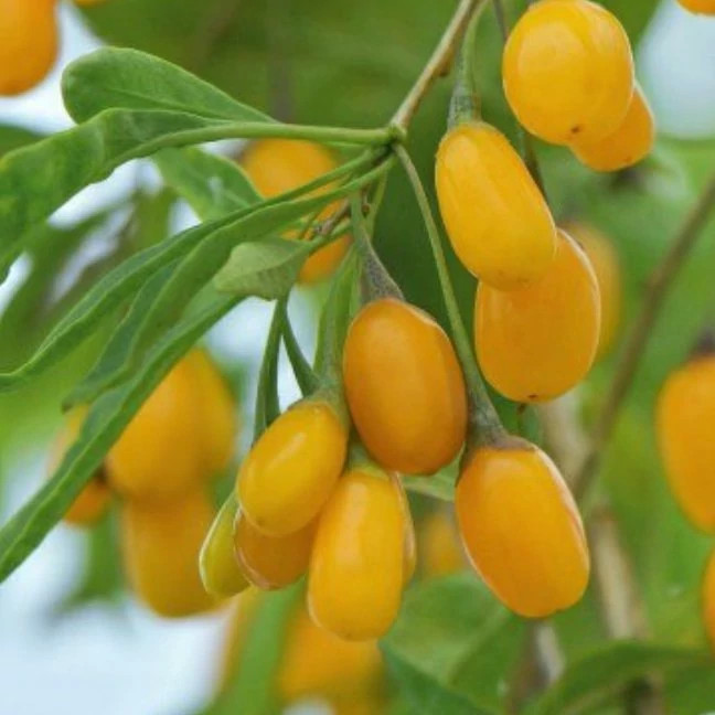 نهال گوجه بری گلدن