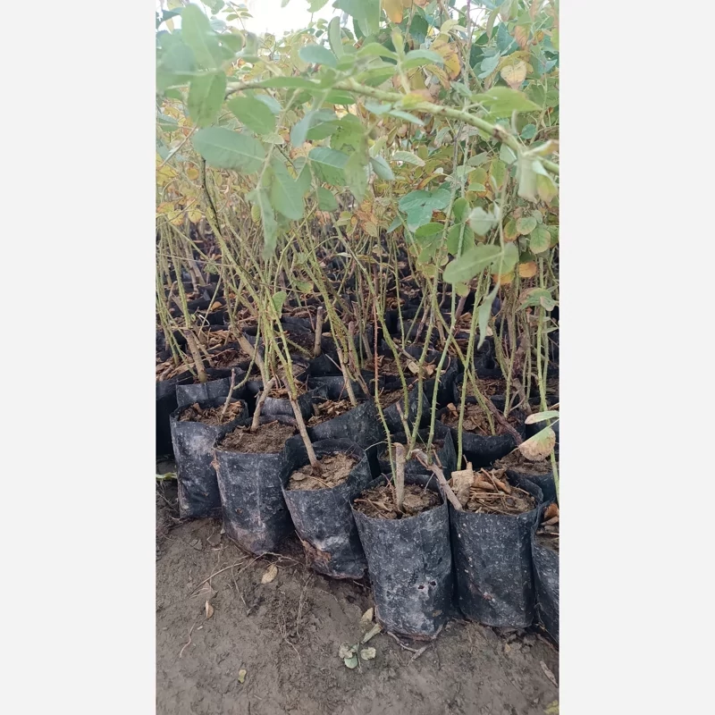 نهال گل محمدی کاشان یکساله