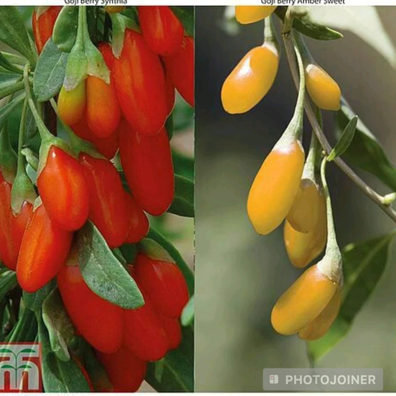 نهال گوجه بری زرد و قرمز