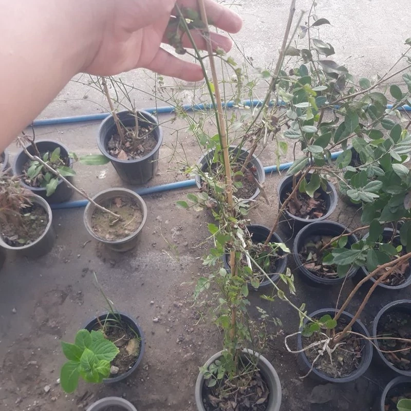 نهال گل یاس معطر
