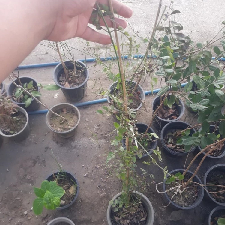 نهال گل یاس معطر