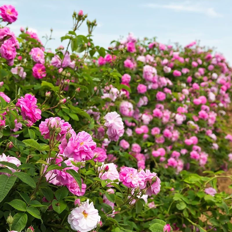 نهال گل محمدی