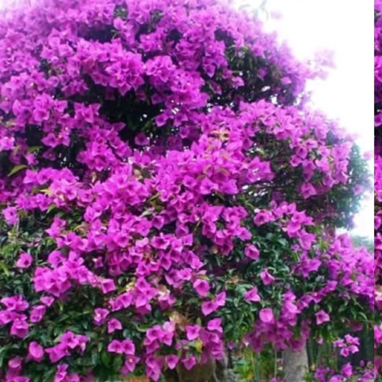 نهال گل کاغذی بنفش بزرگ