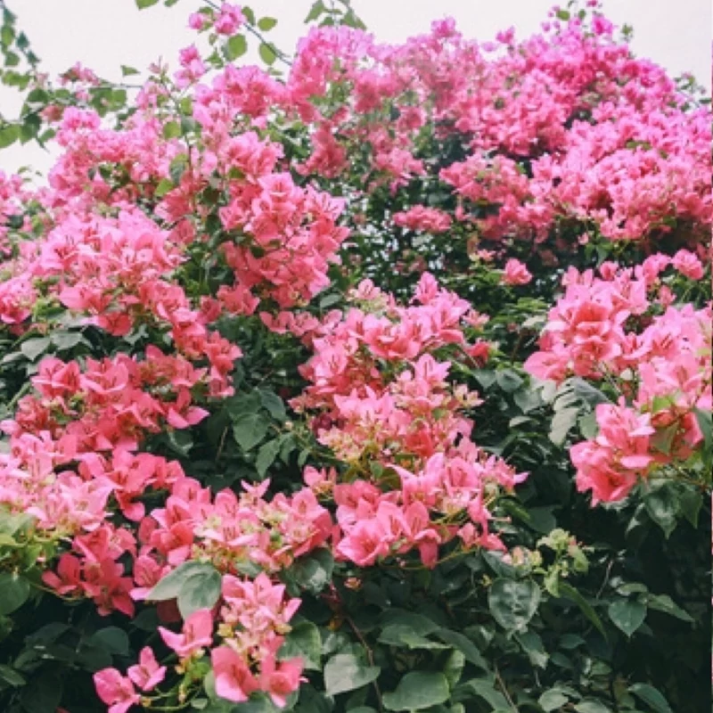 نهال گل کاغذی صورتی پرپر