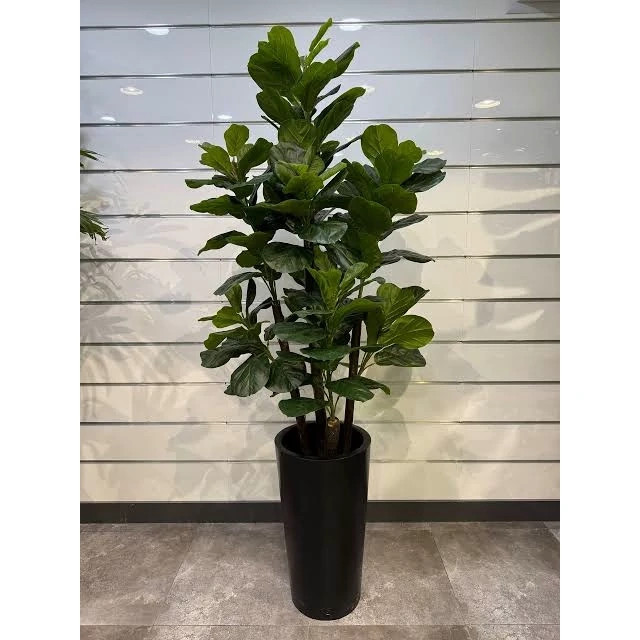 نهال گل فیکوس