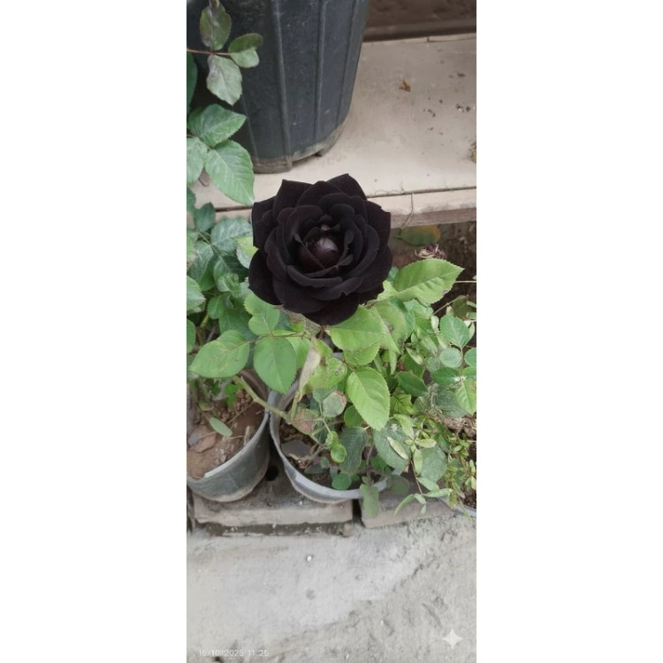 نهال گل رز هلندی سیاه