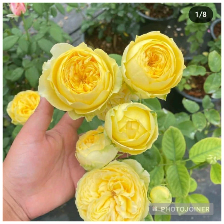 نهال گل رز زرد هلندی درشت