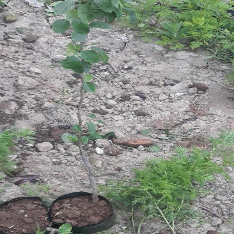نهال گلابی شاه میوه زرد
