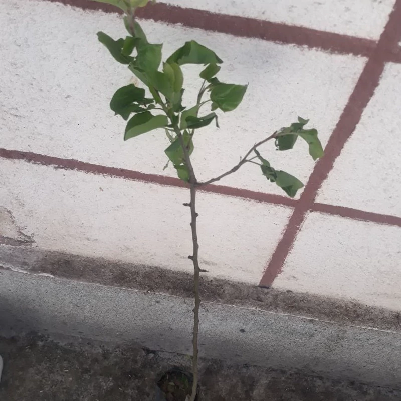 نهال گلابی قرمز