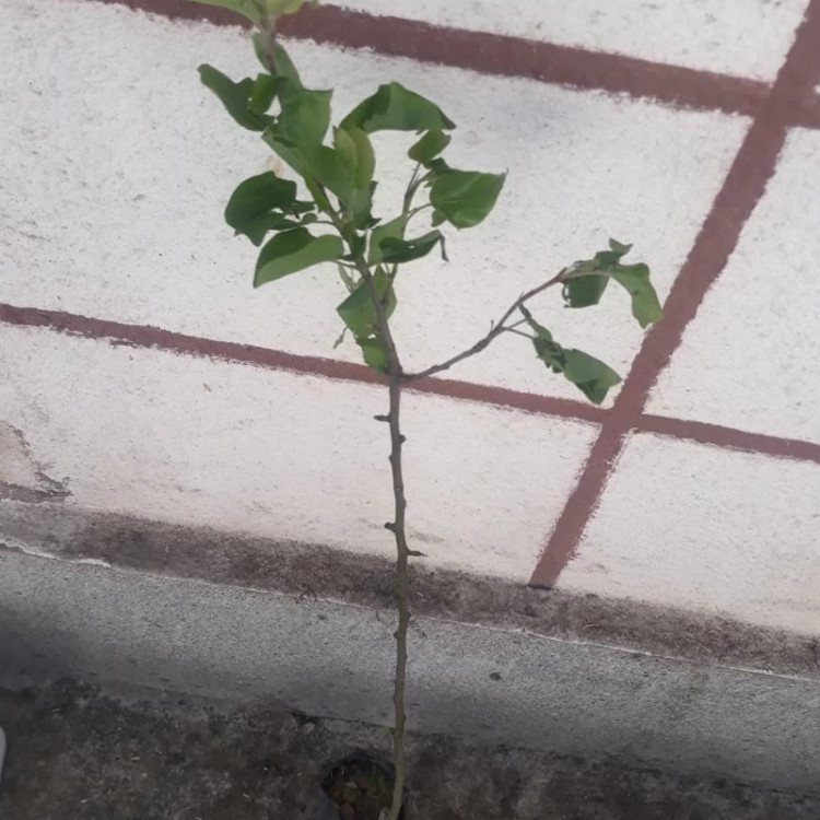 نهال گلابی قرمز