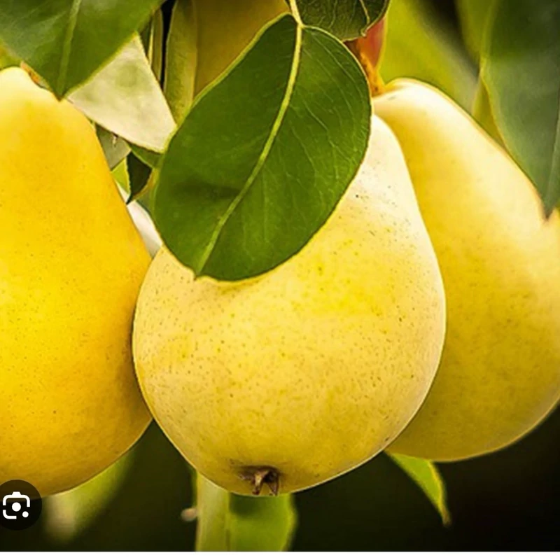 نهال گلابی بیروتی اصل