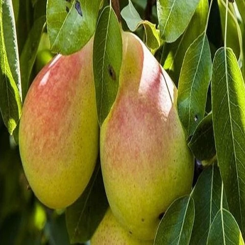 نهال گلابی پرتقالی 2 ساله