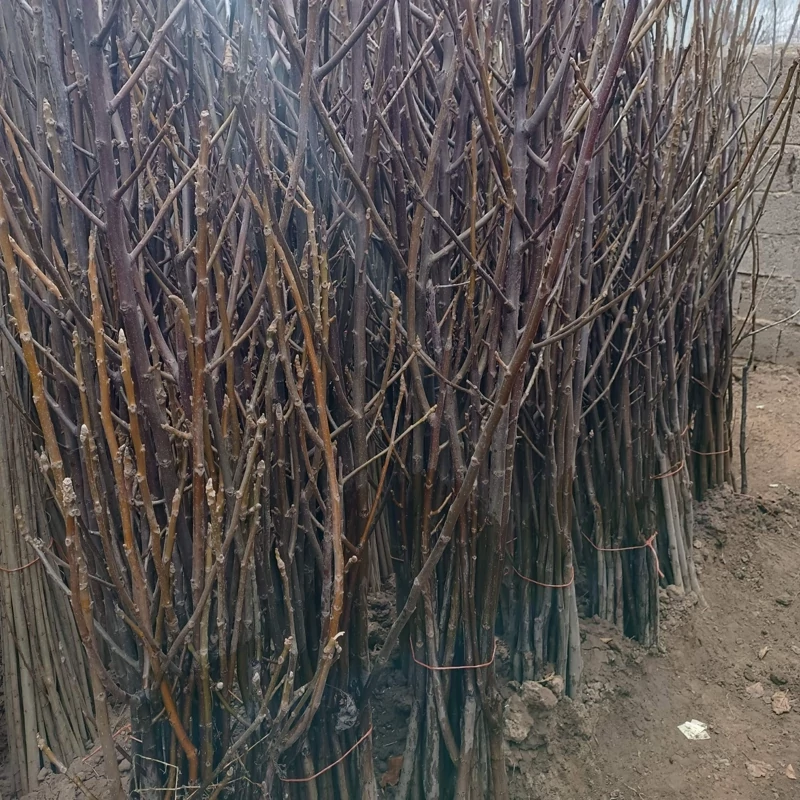 نهال گردو خوشه ای اسرائیلی پک 100عددی