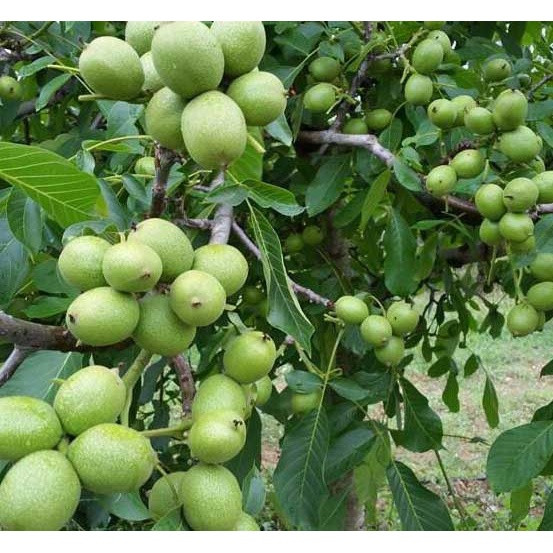 نهال گردو خوشه ای پربار