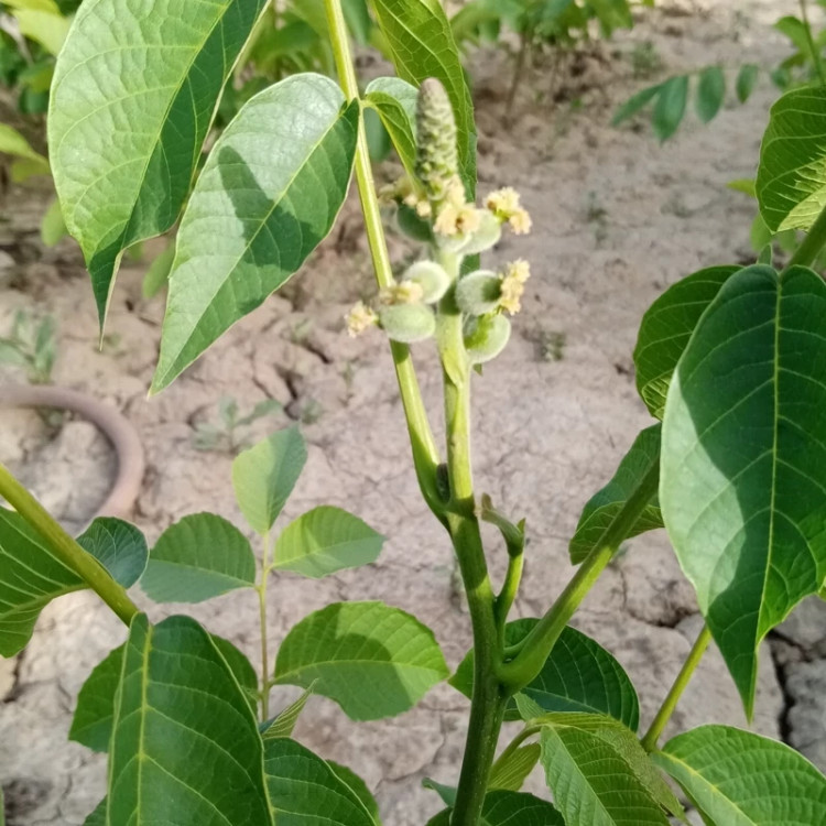 نهال گردو خوشه ای پربار