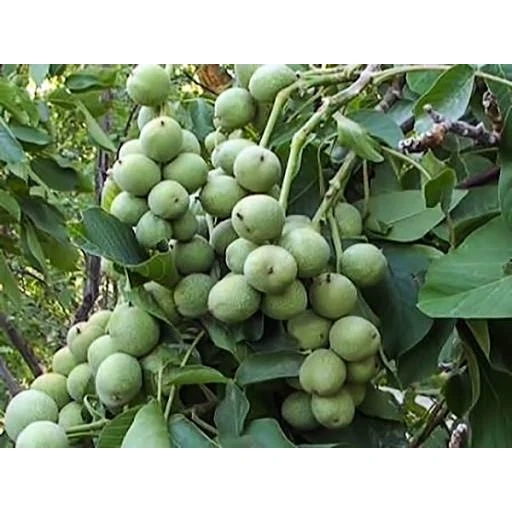 نهال گردو چندلر 5 ساله سایز بزرگ