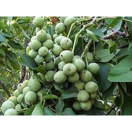 نهال گردو چندلر 5 ساله سایز بزرگ