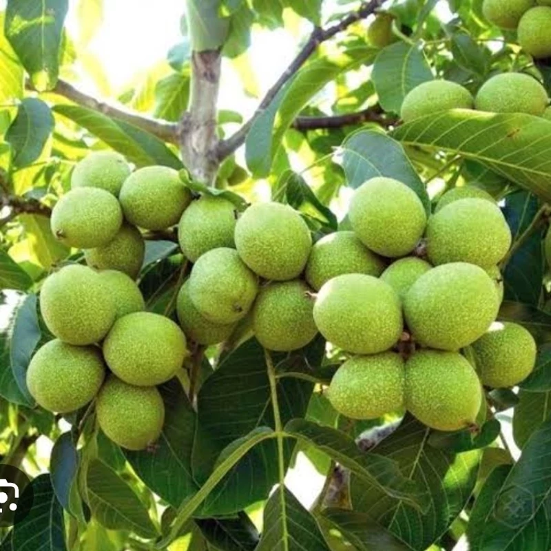 نهال گردو چندلر پیوندی کالیفرنیا