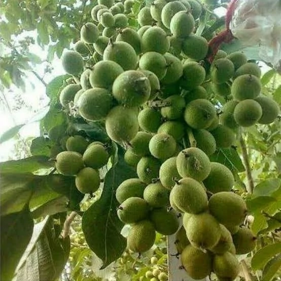 نهال گردو چندلر پنج ساله