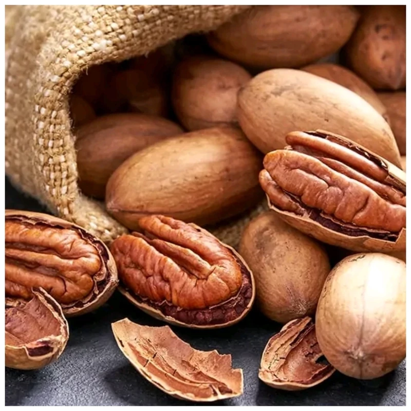 نهال گردو پکان پیوندی