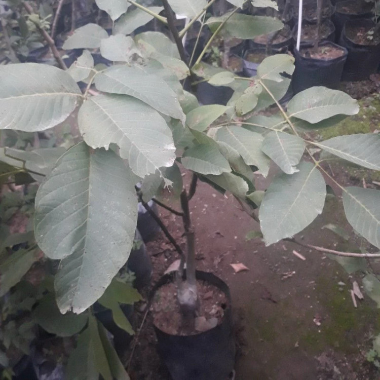 نهال گردو اسراییلی