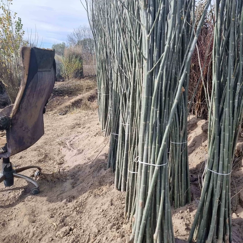 نهال کبوده 1 تا 2 متری