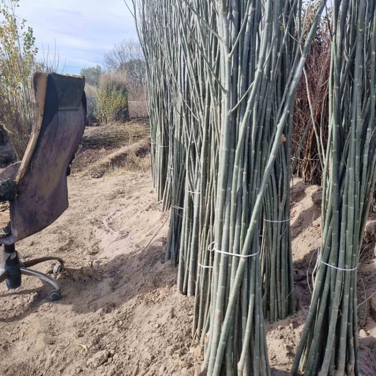 نهال کبوده 1 تا 2 متری