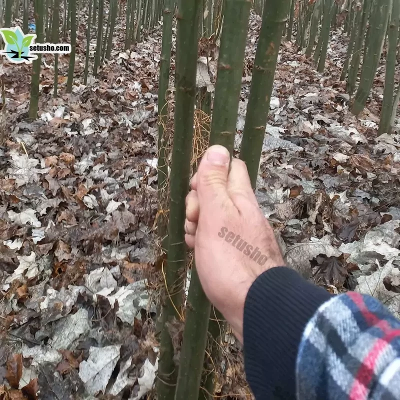 نهال کبوده یک ساله با ارتفاع 2 متر