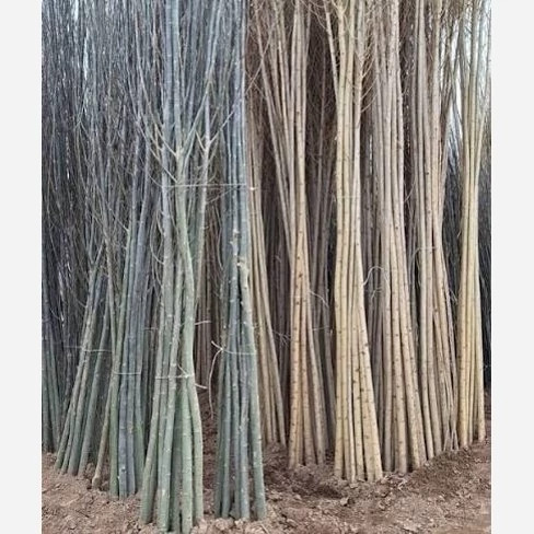 نهال کبوده