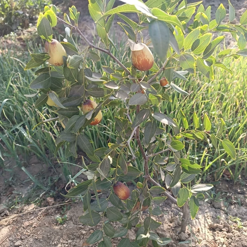 نهال عناب پیوندی(عناب اوکراینی)