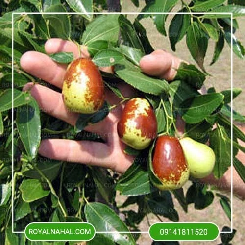 نهال عناب پیوندی تاجیکی