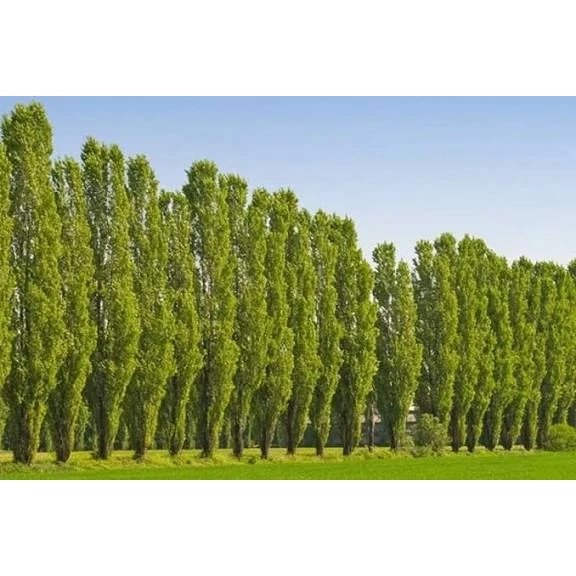 نهال صنوبر کبوده دسته تی