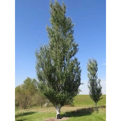 نهال صنوبر کبوده دسته انگشتی