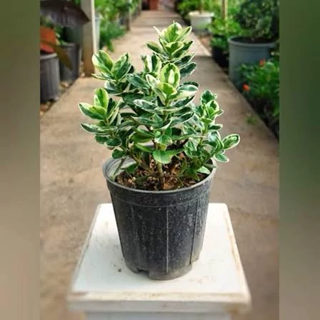نهال شمشاد ابلق