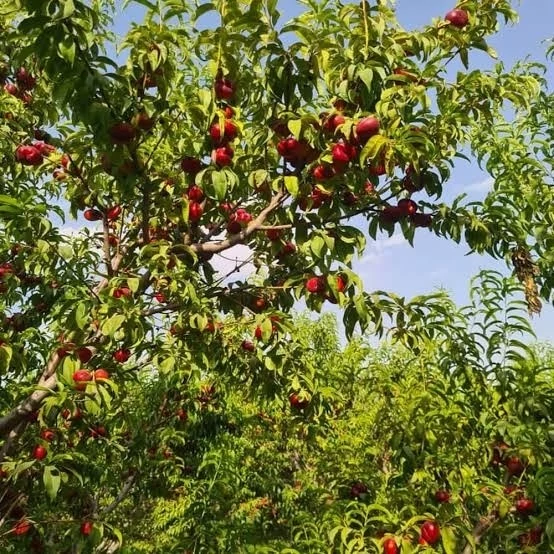 نهال شلیل انجیری
