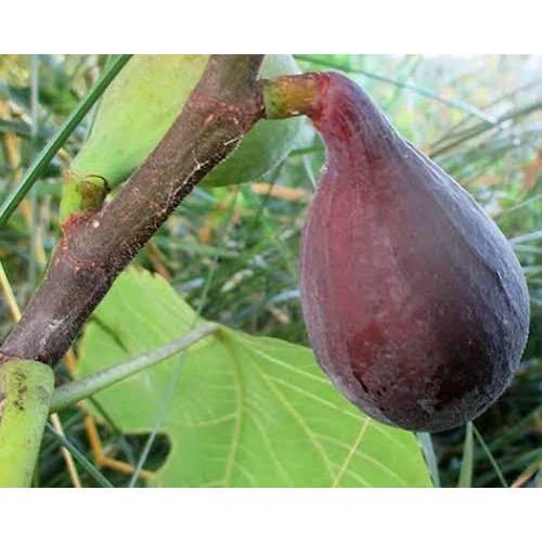 نهال شاه انجیر سیاه