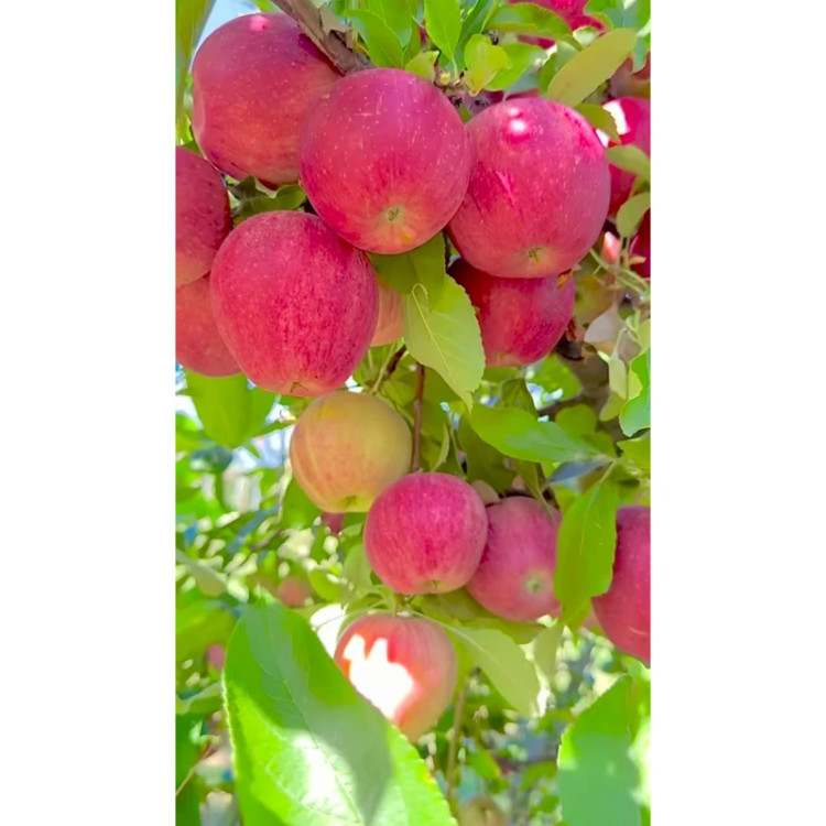 نهال سیب مراغه