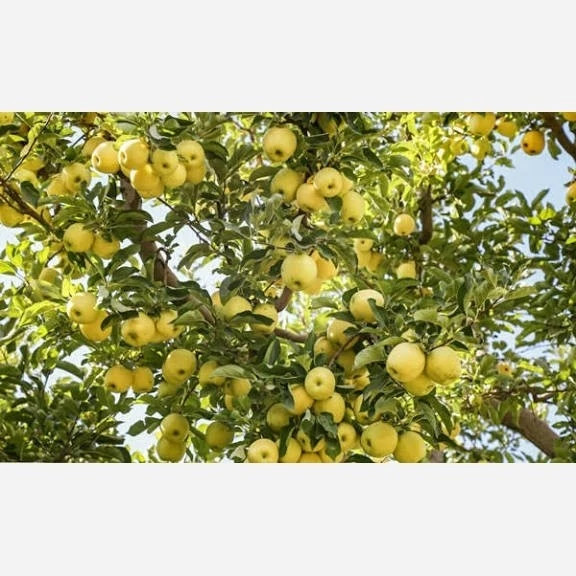 نهال سیب گلدن دلیشز
