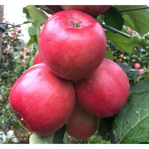 نهال سیب چهار ساله بن دار