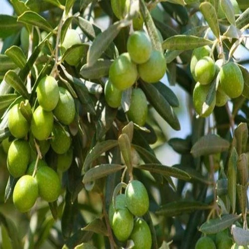 نهال زیتون مانزانیلا
