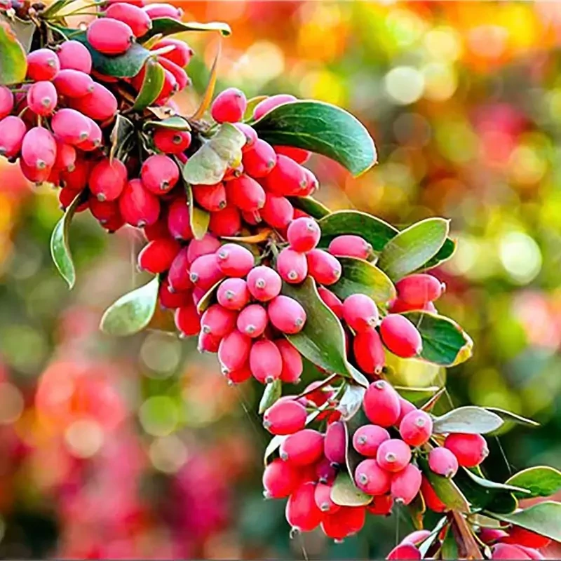 نهال زرشک پفکی