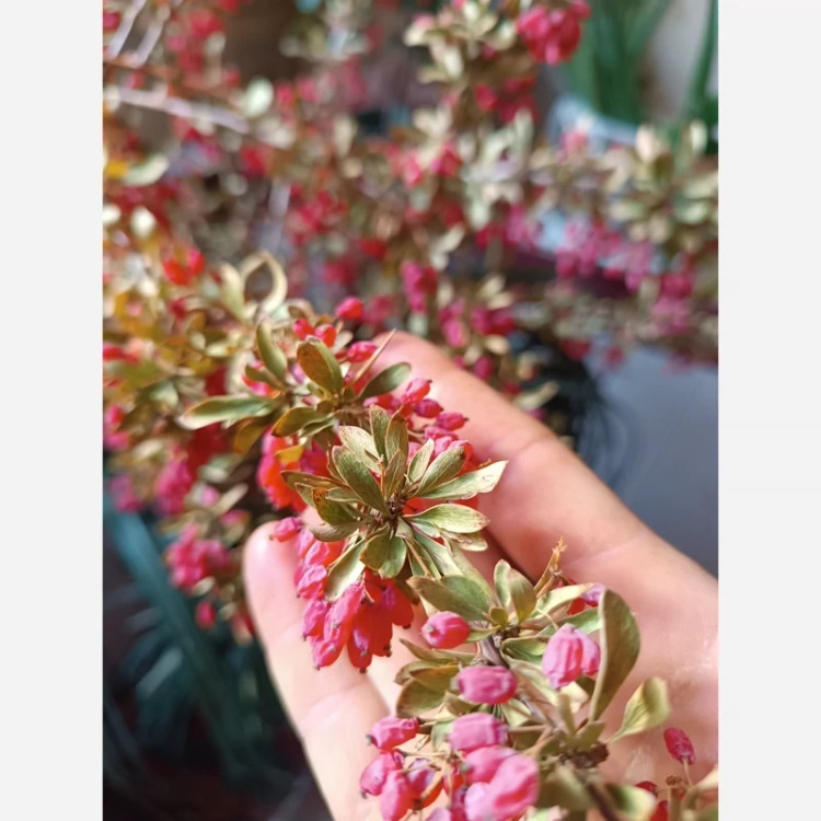 نهال زرشک بی دانه پفکی