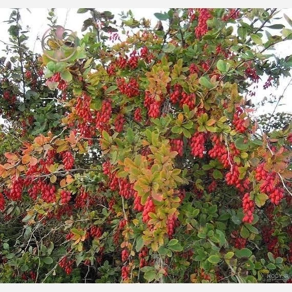 نهال زرشک