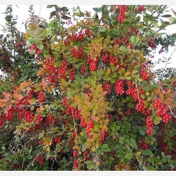 نهال زرشک