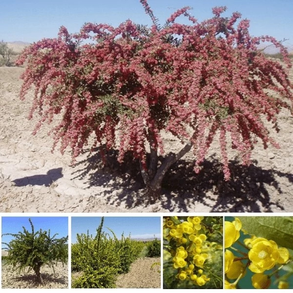 نهال زرشک