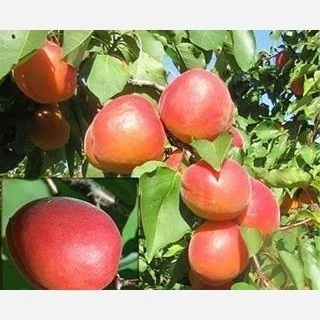نهال زردآلو تبرزه