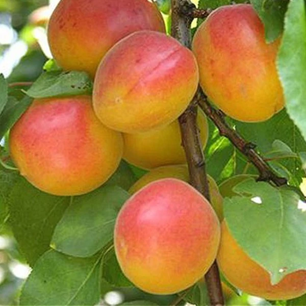 نهال زردآلو شاهرودی