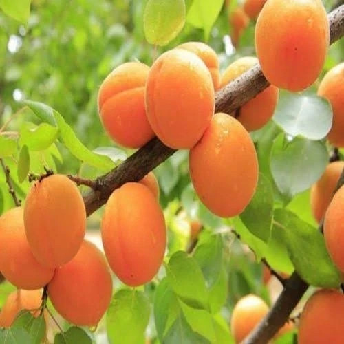 نهال زردآلو جهانگیری