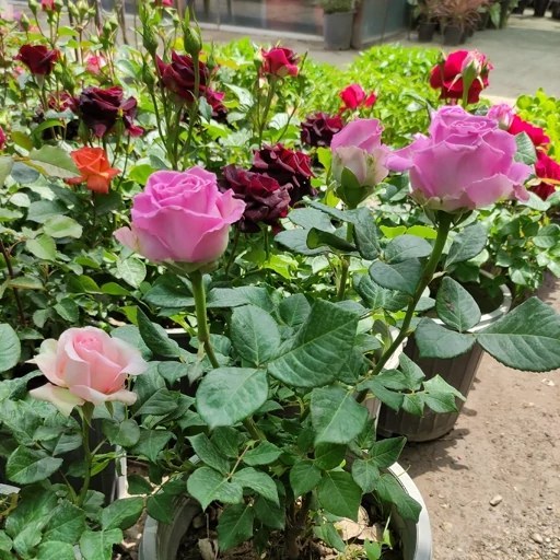 نهال رز هلندی گل بهی