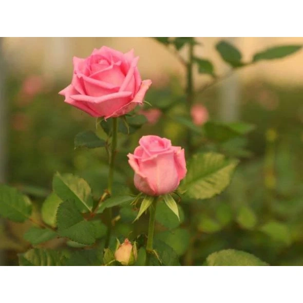 نهال رز گراندیفلورا
